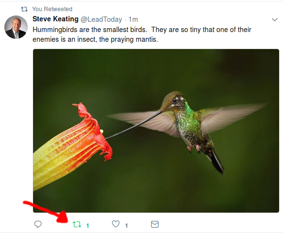 Retweet that Diverse Realty Team made of a hummingbird tweet with a nice picture of a hummingbird.